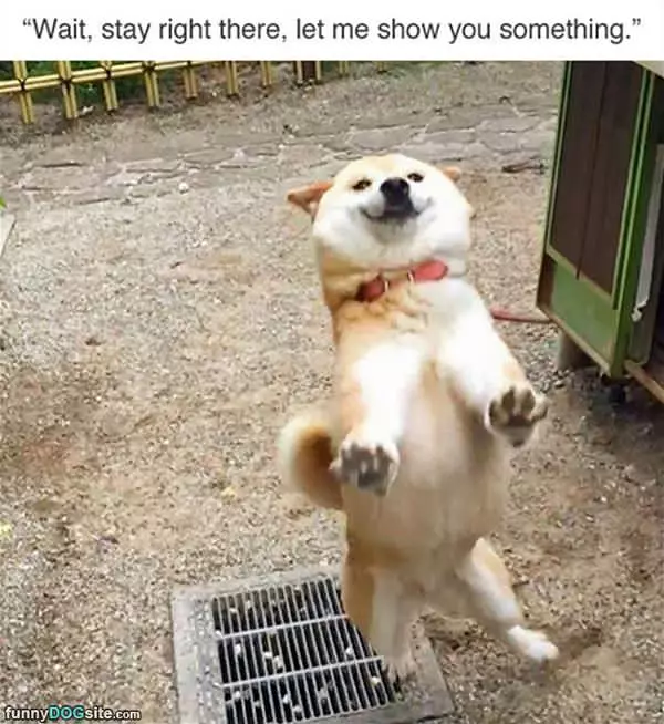 Let Me Show You Something