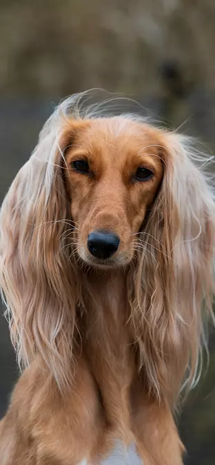Afghan Hound