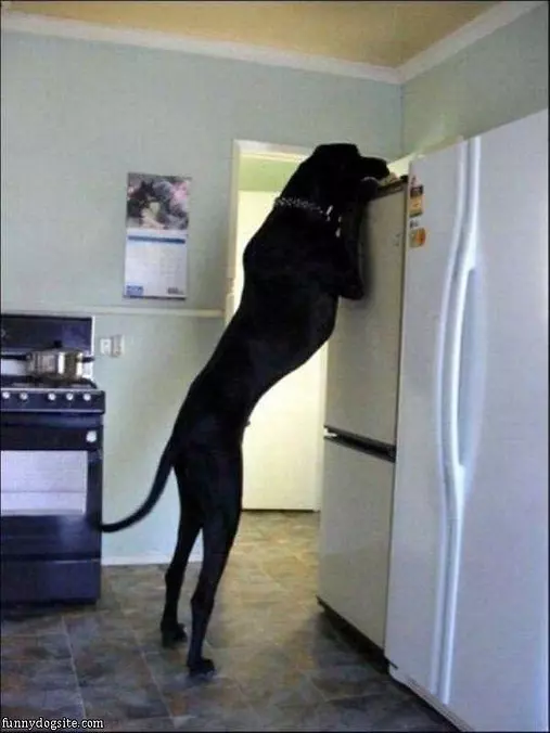 That Is A Tall Dog