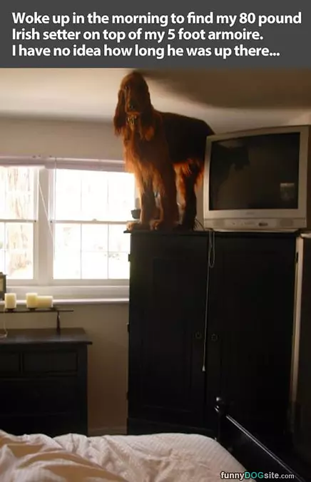 Irish Setter