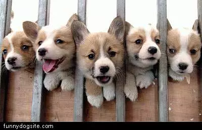 Pups