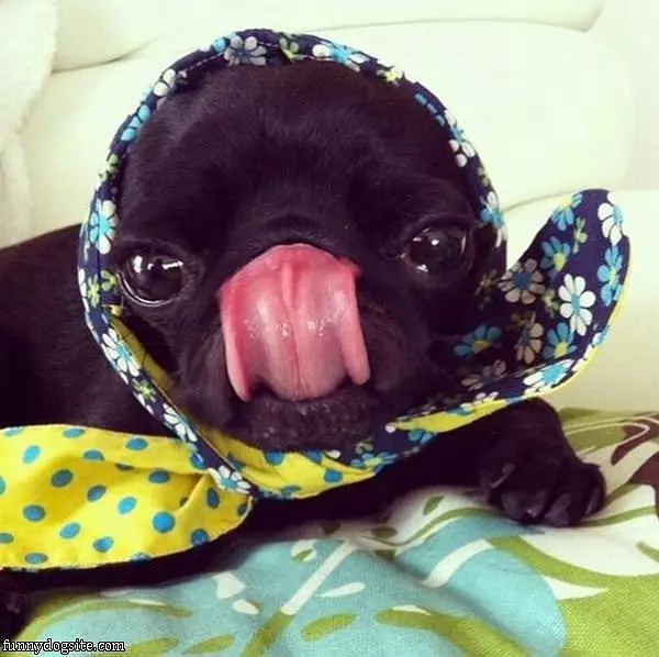 Face Liiick