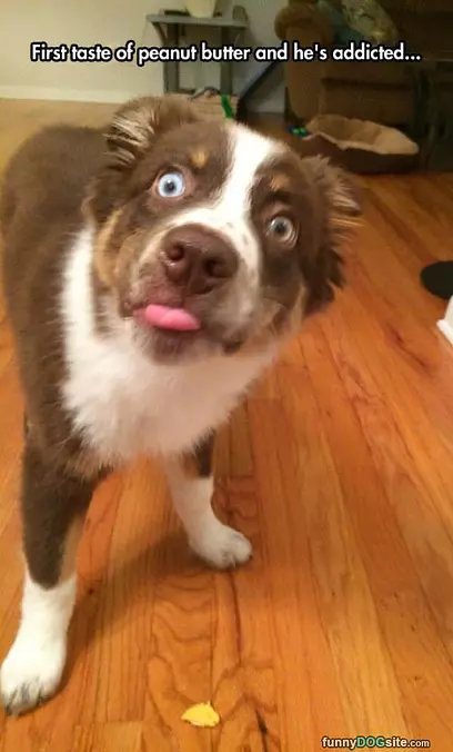 First Taste Of Peanut Butter