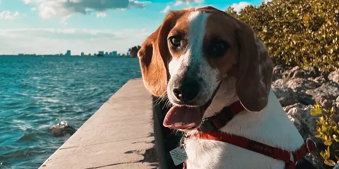 Beagle Dog near the see