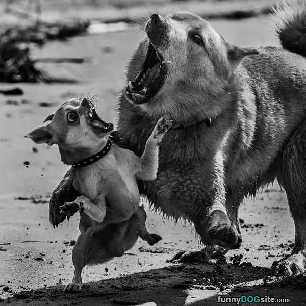 Rawr Rawr