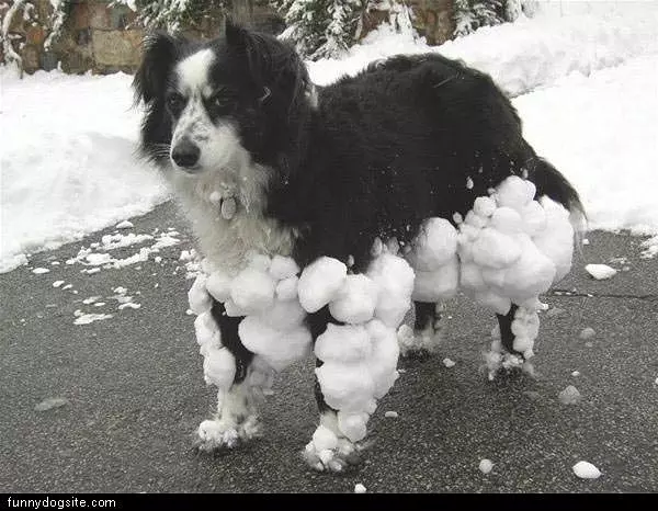 Snow In Fur
