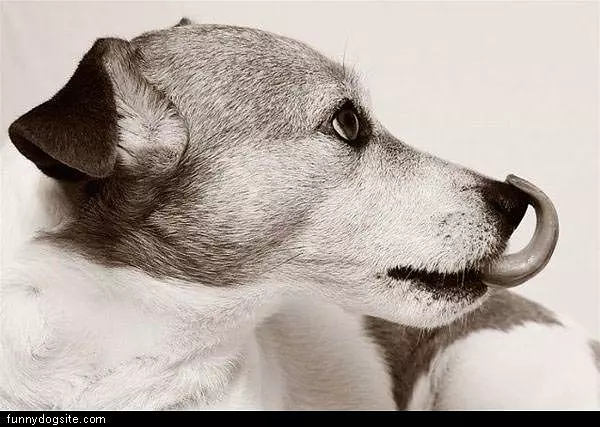 Nose Licker