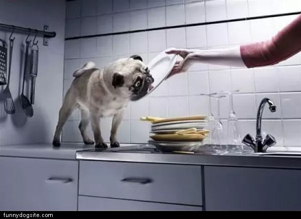 Dish Washer