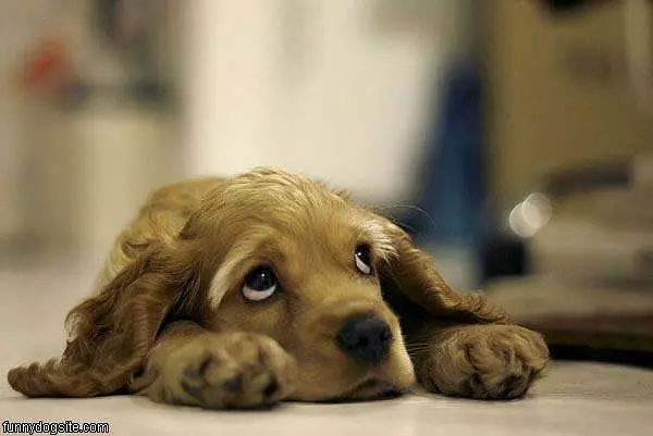 Sad Eyes