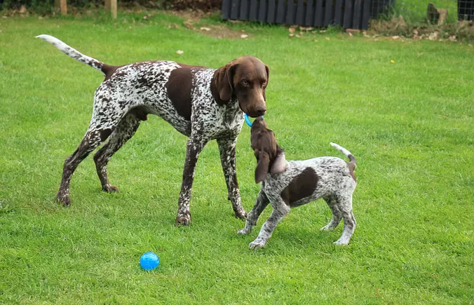 German Shorthaired Pointer ...