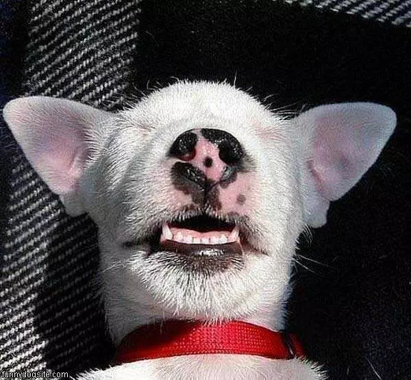 Sunny Smile