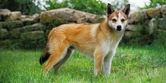 Norwegian Lundehund