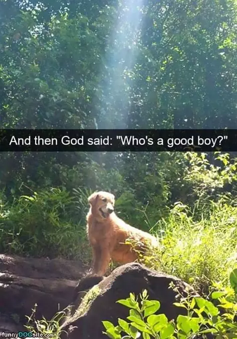 Whos A Good Boy