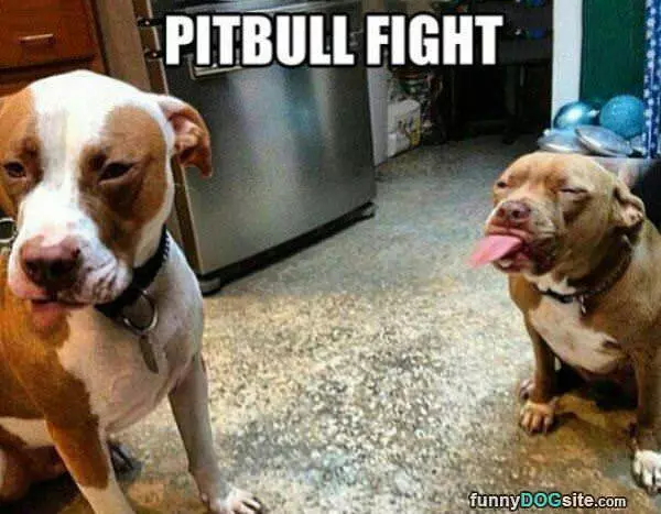 Pitbull Fight