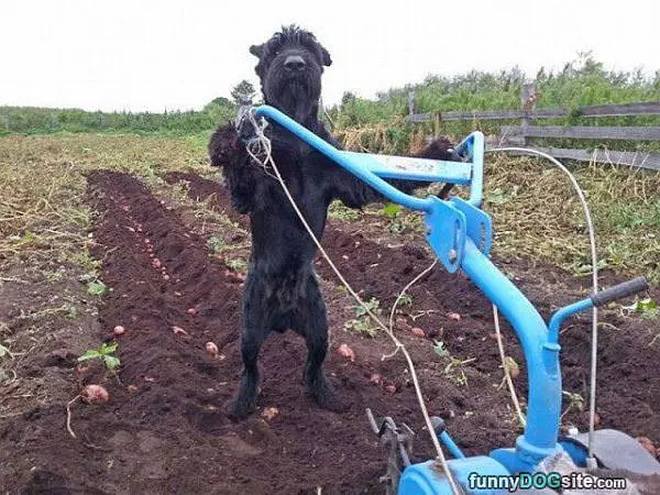 Doing Some Farming