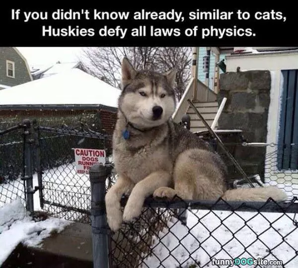 Huskies
