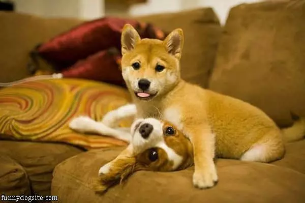 Cute Puppy Play Time