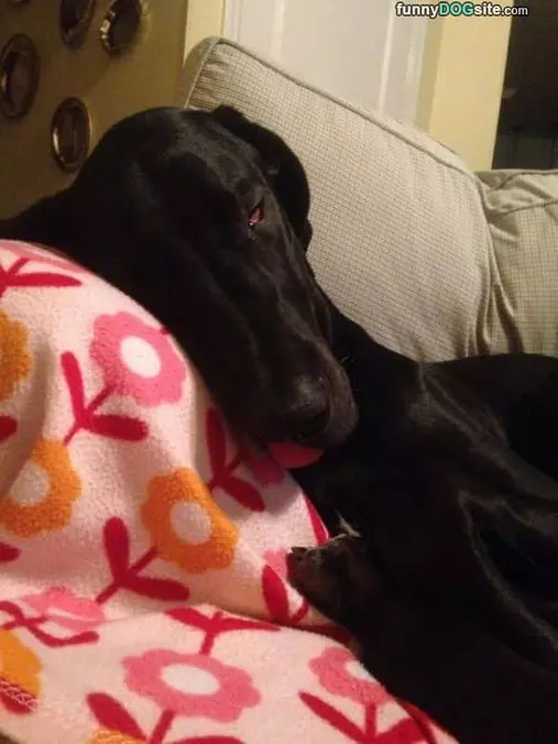 I Will Just Sleep Here