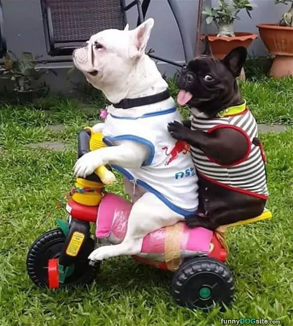 A Wild Ride