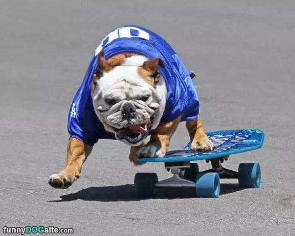 Skate Or Die