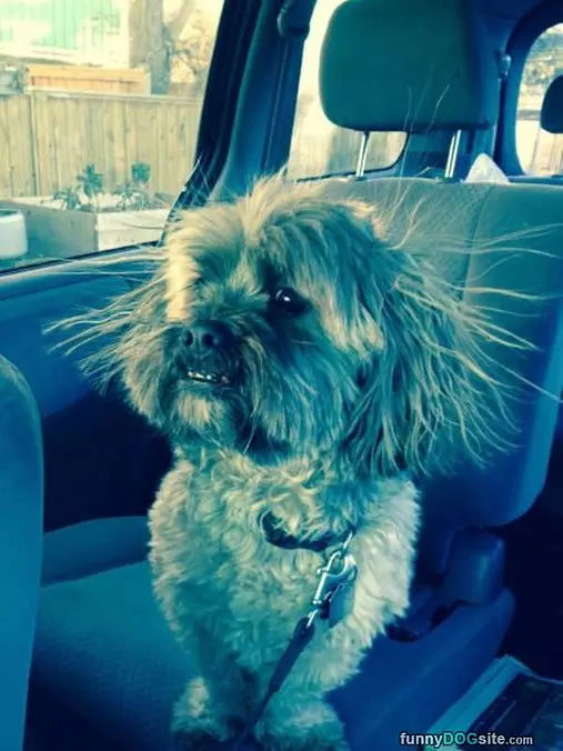 Static Dog