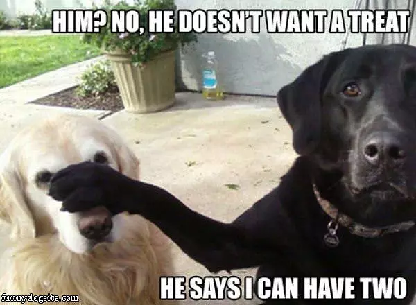 Dog Treats