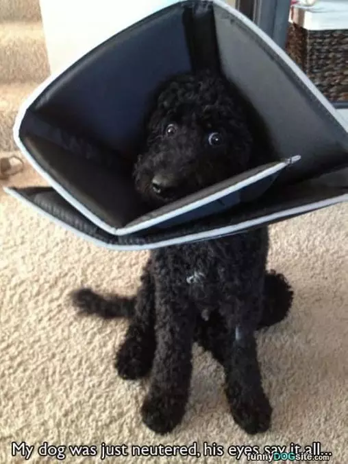 Sorry Buddy