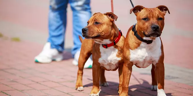 Staffordshire Bull Terrier ...