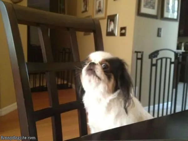 Woof Woof