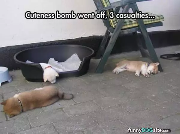 Cuteness Bomb