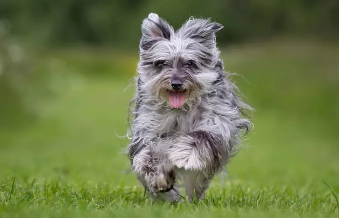 Pyrenean Shepherd Running