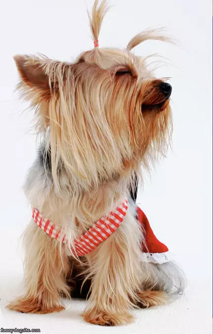 Cute-dog