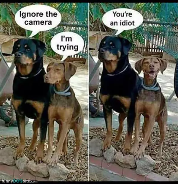 Ignore The Camera