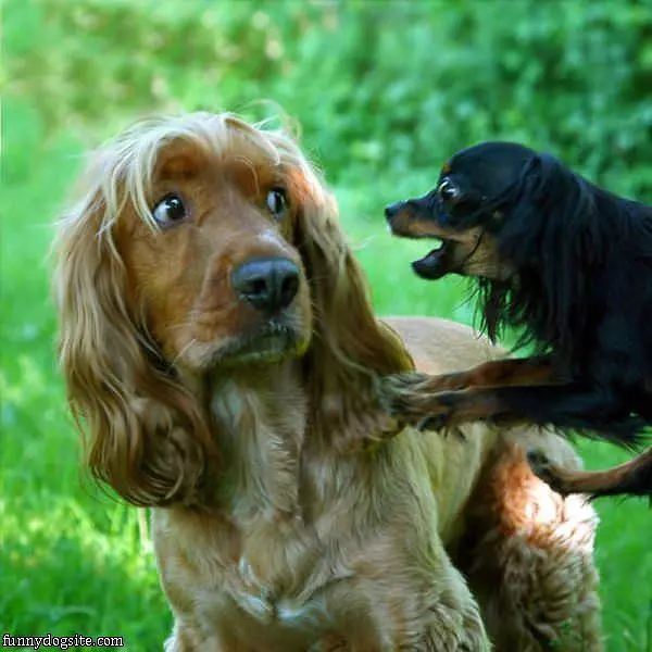 What Did You Just Say