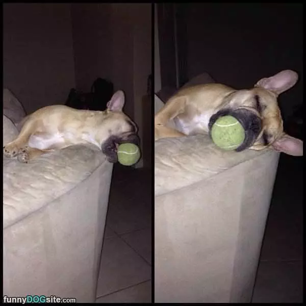 Dreaming Of Some Fetch
