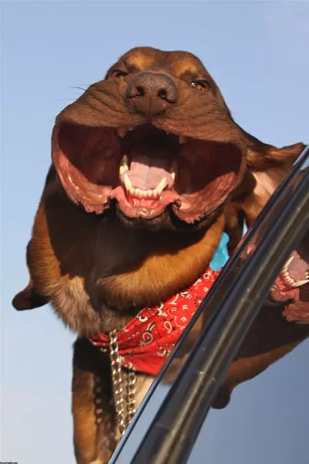 Bloodhound