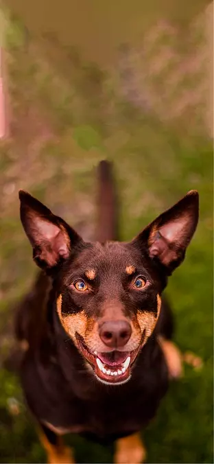 Working Kelpie in the grass