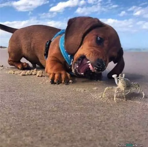 Rawrrr