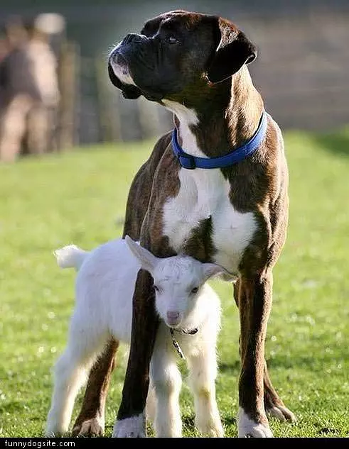 Protector