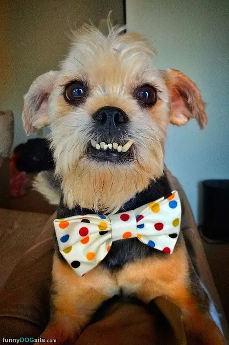 Grrrr Face