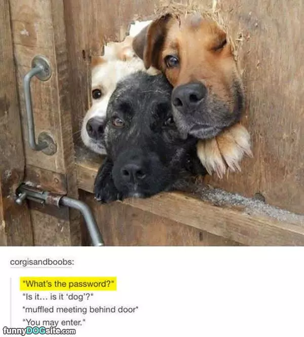 What Is The Password