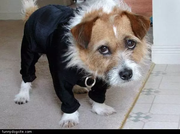 Suited Dog