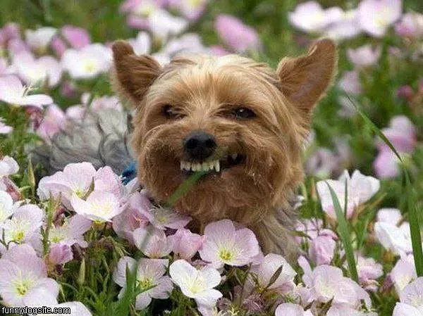 Big Smiles People