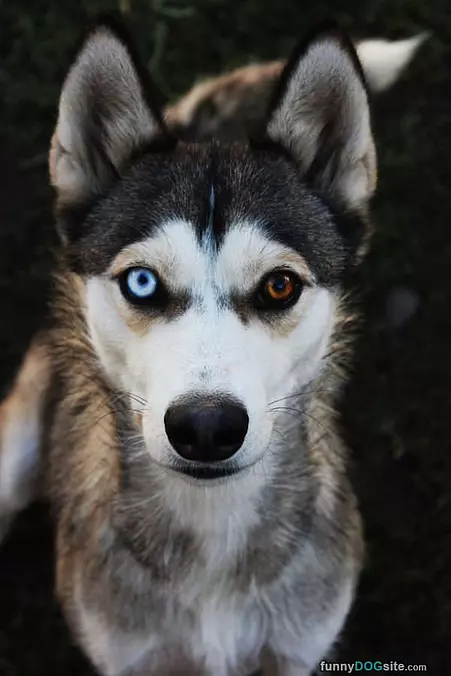 Cute Eyes