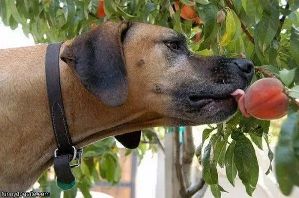 Peaches