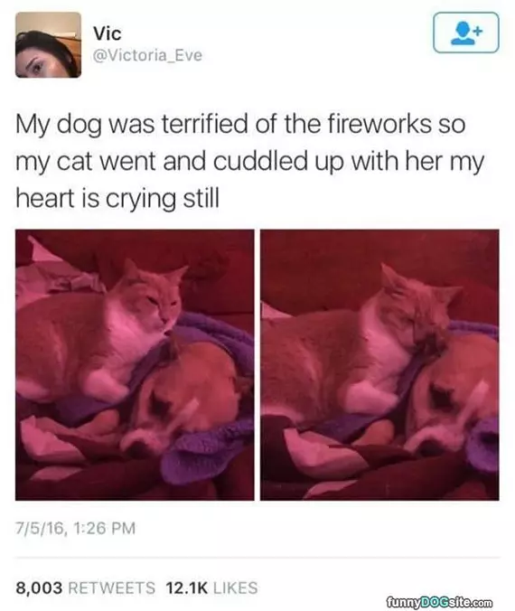 The Dog Was Scared