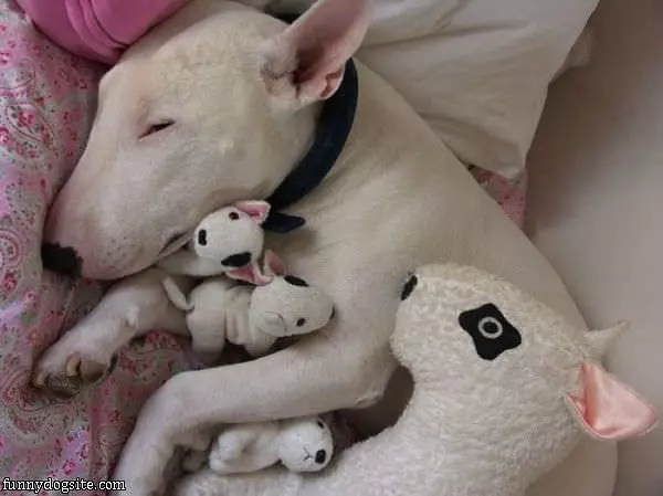 Asleep With My Teddys