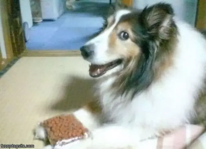 Loves Dog Food