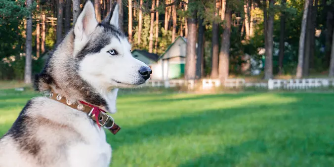 Siberian Husky dog