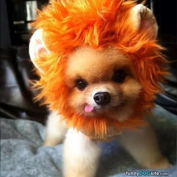 I Am A Lion